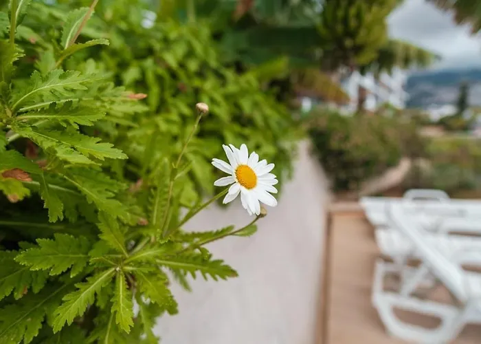 Guestready - The Place To Be Happy In Madeira