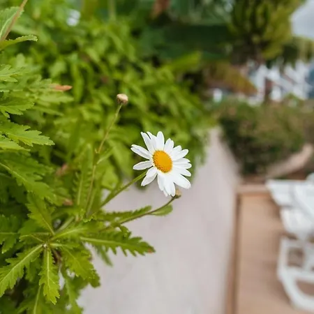 Guestready - The Place To Be Happy In Madeira